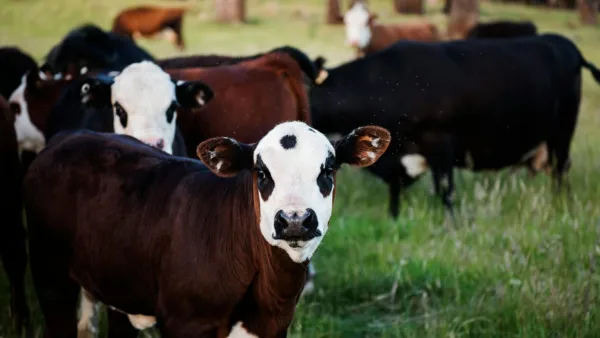 Productores y agricultores se benefician con asistencia agropecuaria gratuita en Tabio