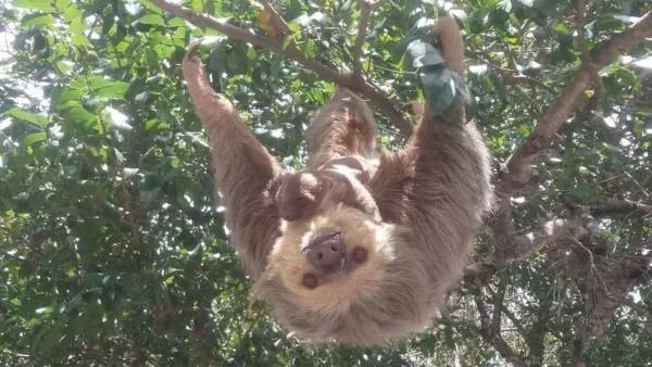 Osos perezosos habitan hace veinte años en el Parque de la Identidad en Sasaima