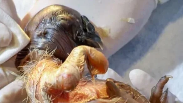 Nacimiento del Condor de los Andes