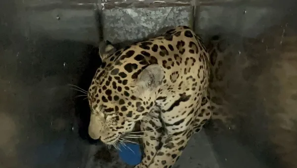 Fuerza aérea colombiana traslada jaguar al Parque Jaime Duque