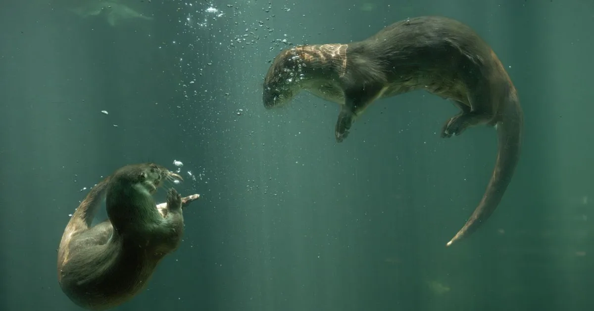'Latidos del Bosque Seco': Un documental sobre conservación en Piscilago
