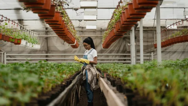 Colegio departamental de Facatativá produce plántulas