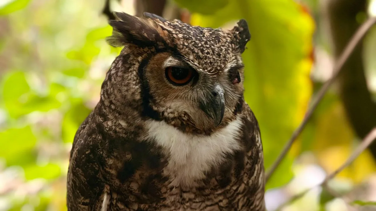 La nueva versión del himno nacional del COP16