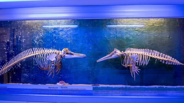 Utadeo reabre las puertas del museo del mar.