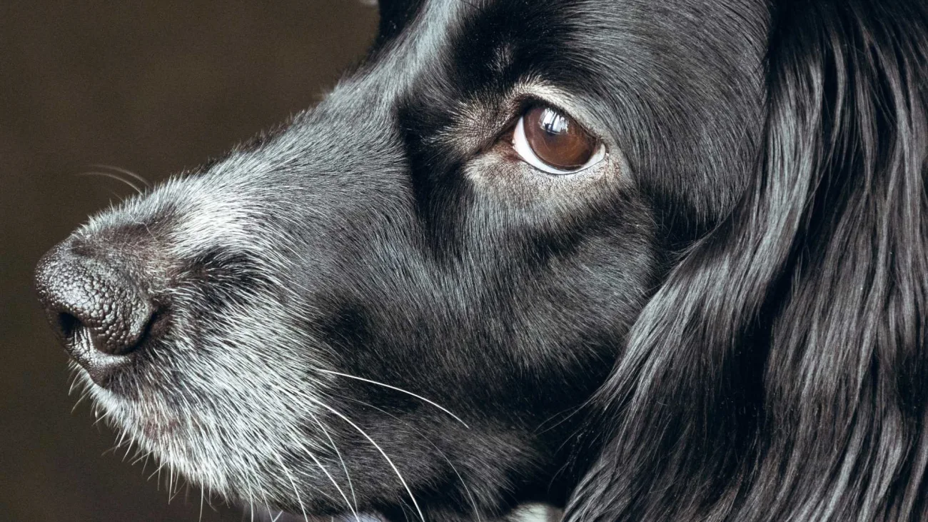 Semana de protección y bienestar animal