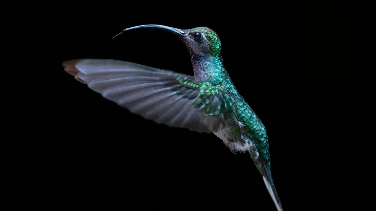 El reestreno de vecinos inesperados llega al jardín botánico el 18 de octubre