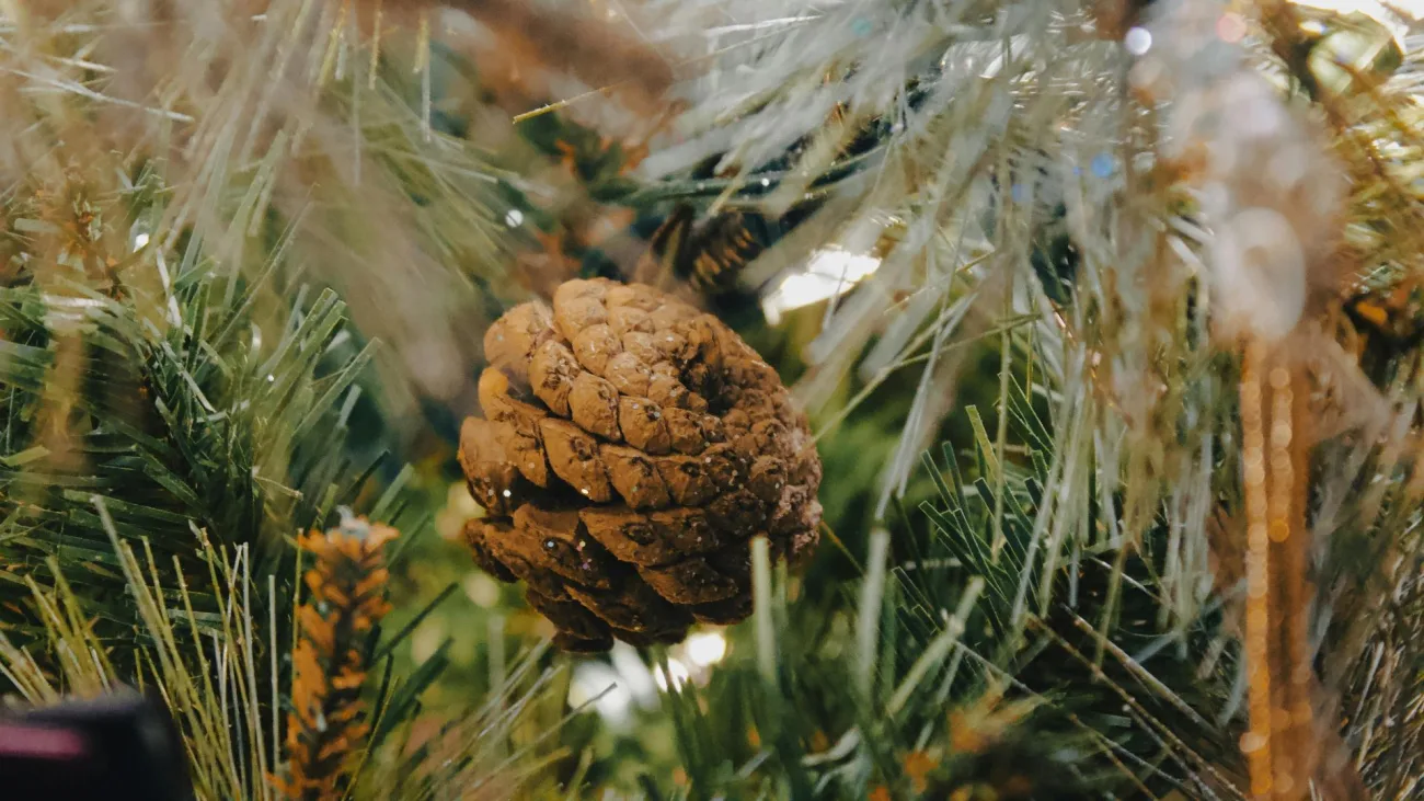 Este el el origen de la novena en Colombia desde el siglo XVIII