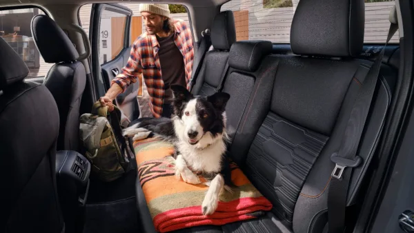 5 consejos clave para viajar en carro con tu mascota de forma segura