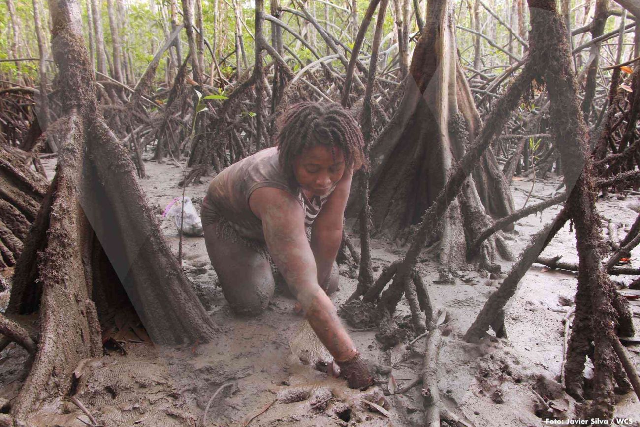 DIA MUNDIAL MANGLARES