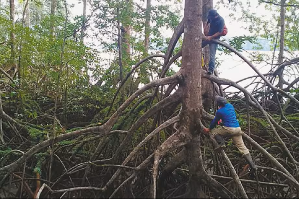 DIA MUNDIAL MANGLARES 3