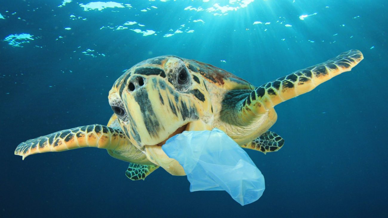DIA INTERNACIONAL SIN BOLSAS