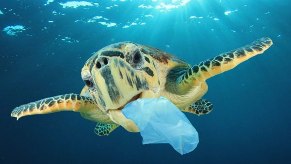 DIA INTERNACIONAL SIN BOLSAS