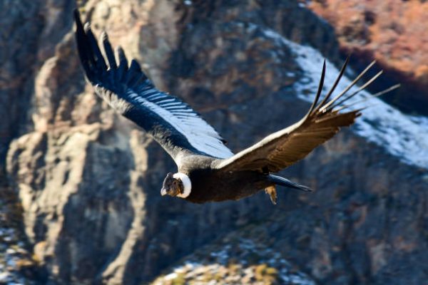 JULIO 7 DIA CONDOR DE LOS ANDES 2