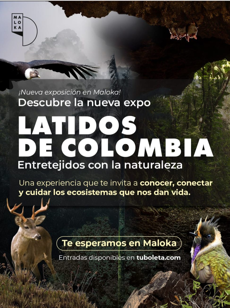 Maloka presenta “Latidos de Colombia, entretejidos con la naturaleza”: una experiencia inmersiva para celebrar la biodiversidad nacional