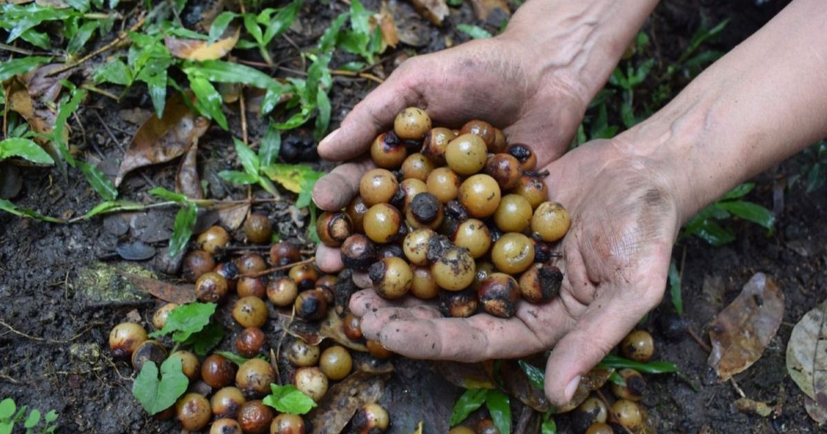 Inversión impulsa la restauración del bosque seco tropical en Colombia