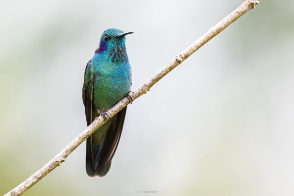 La mirada de Diego Emerson Torres, el fotógrafo bogotano que convierte la sabana en un santuario de conservación y asombro de colibríes