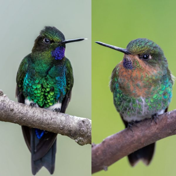 La mirada de Diego Emerson Torres, el fotógrafo bogotano que convierte la sabana en un santuario de conservación y asombro de colibríes
