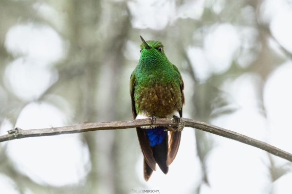 La mirada de Diego Emerson Torres, el fotógrafo bogotano que convierte la sabana en un santuario de conservación y asombro de colibríes