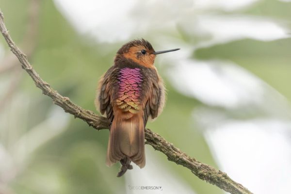 La mirada de Diego Emerson Torres, el fotógrafo bogotano que convierte la sabana en un santuario de conservación y asombro de colibríes