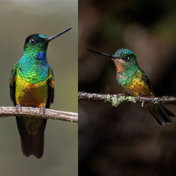 La mirada de Diego Emerson Torres, el fotógrafo bogotano que convierte la sabana en un santuario de conservación y asombro de colibríes
