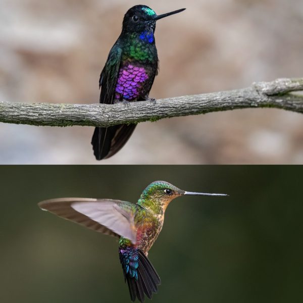La mirada de Diego Emerson Torres, el fotógrafo bogotano que convierte la sabana en un santuario de conservación y asombro de colibríes