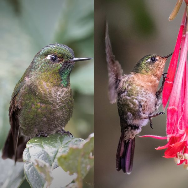 La mirada de Diego Emerson Torres, el fotógrafo bogotano que convierte la sabana en un santuario de conservación y asombro de colibríes