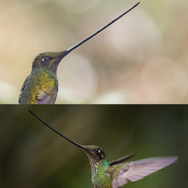 La mirada de Diego Emerson Torres, el fotógrafo bogotano que convierte la sabana en un santuario de conservación y asombro de colibríes
