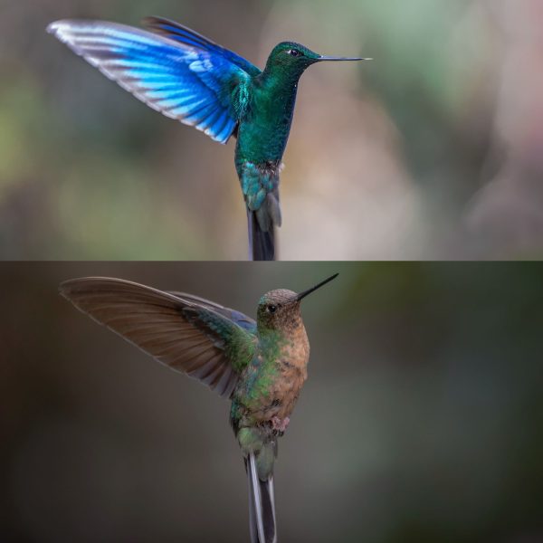 La mirada de Diego Emerson Torres, el fotógrafo bogotano que convierte la sabana en un santuario de conservación y asombro de colibríes