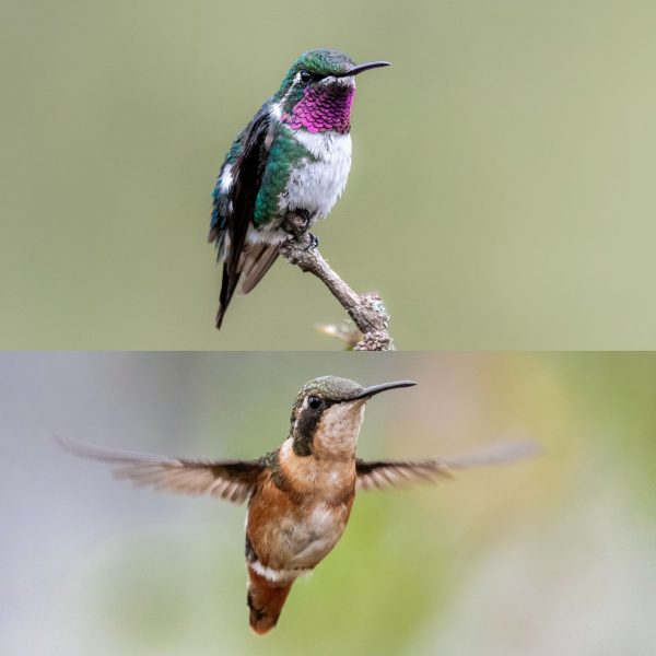 La mirada de Diego Emerson Torres, el fotógrafo bogotano que convierte la sabana en un santuario de conservación y asombro de colibríes