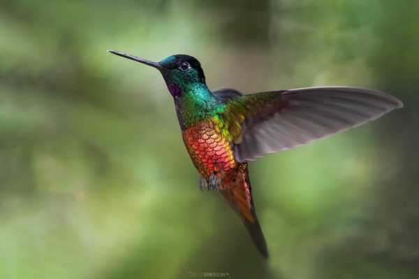 La mirada de Diego Emerson Torres, el fotógrafo bogotano que convierte la sabana en un santuario de conservación y asombro de colibríes