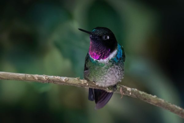La mirada de Diego Emerson Torres, el fotógrafo bogotano que convierte la sabana en un santuario de conservación y asombro de colibríes