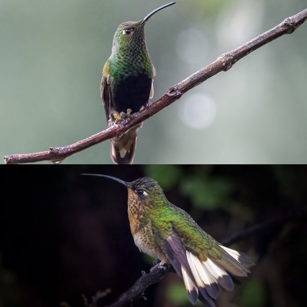 La mirada de Diego Emerson Torres, el fotógrafo bogotano que convierte la sabana en un santuario de conservación y asombro de colibríes