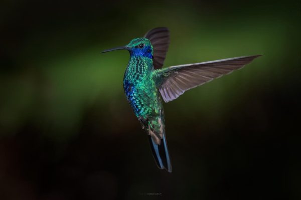 La mirada de Diego Emerson Torres, el fotógrafo bogotano que convierte la sabana en un santuario de conservación y asombro de colibríes