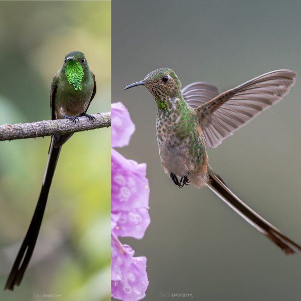 La mirada de Diego Emerson Torres, el fotógrafo bogotano que convierte la sabana en un santuario de conservación y asombro de colibríes