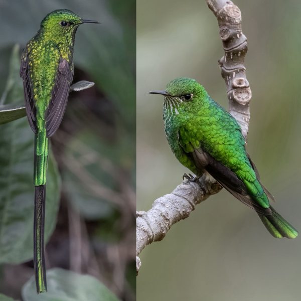 La mirada de Diego Emerson Torres, el fotógrafo bogotano que convierte la sabana en un santuario de conservación y asombro de colibríes
