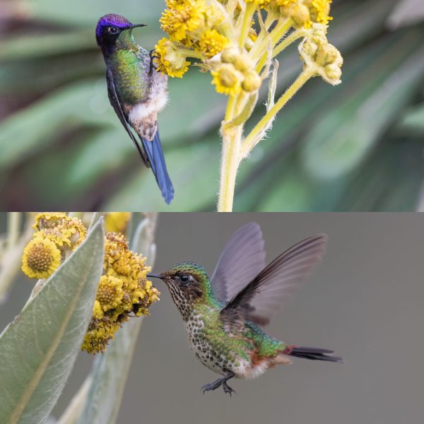 La mirada de Diego Emerson Torres, el fotógrafo bogotano que convierte la sabana en un santuario de conservación y asombro de colibríes