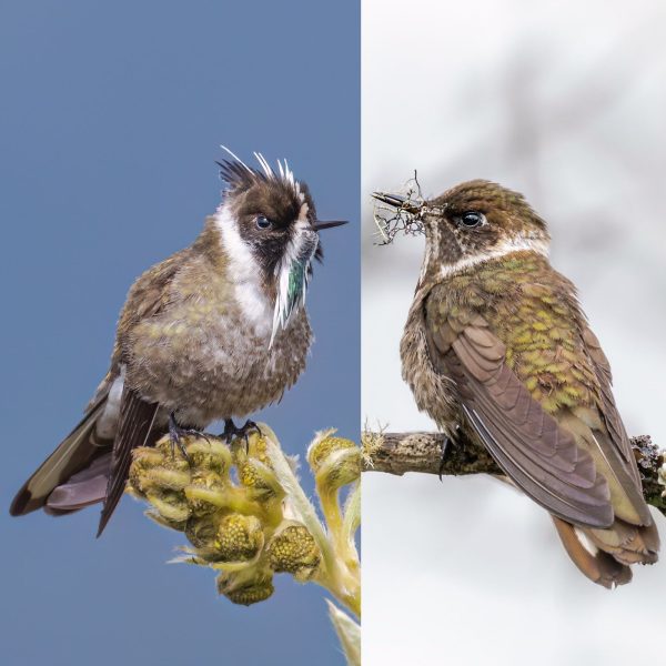 La mirada de Diego Emerson Torres, el fotógrafo bogotano que convierte la sabana en un santuario de conservación y asombro de colibríes