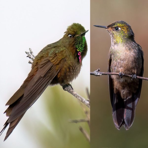 La mirada de Diego Emerson Torres, el fotógrafo bogotano que convierte la sabana en un santuario de conservación y asombro de colibríes