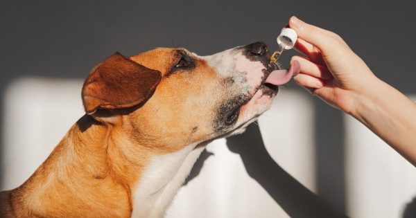 Más de 2.000 animales afectados por pólvora: el papel del CBD ante la ansiedad