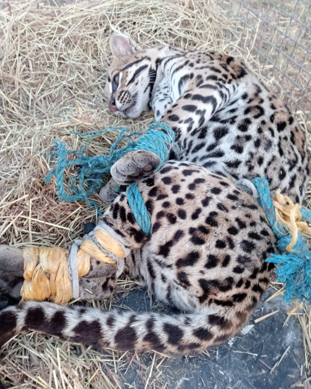 En riesgo la biodiversidad en Colombia por el tráfico de fauna y flora.