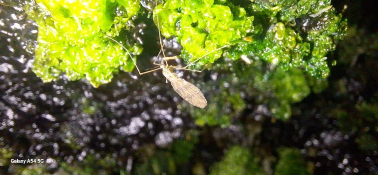 Un colombiano en la Antártida: la investigación que alertó sobre moscas invasoras en el continente blanco