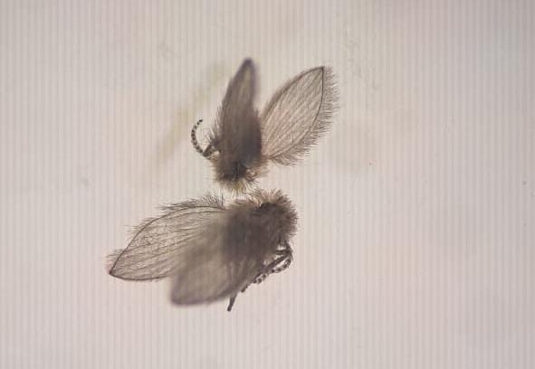 Un colombiano en la Antártida: la investigación que alertó sobre moscas invasoras en el continente blanco