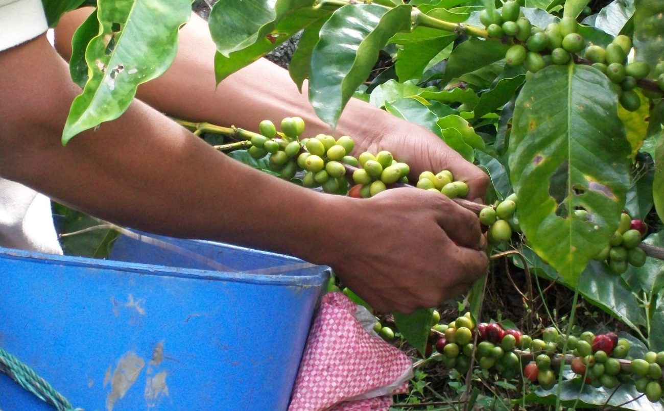 Norte de Santander celebra La Cuna del Café 2026 y proyecta al café colombiano como símbolo nacional