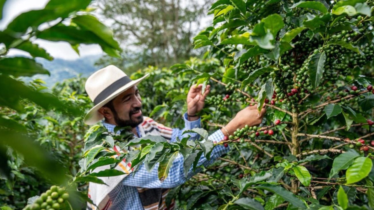 Europa se interesa en el café PDET de Nariño y Tolima tras gira de la ADR