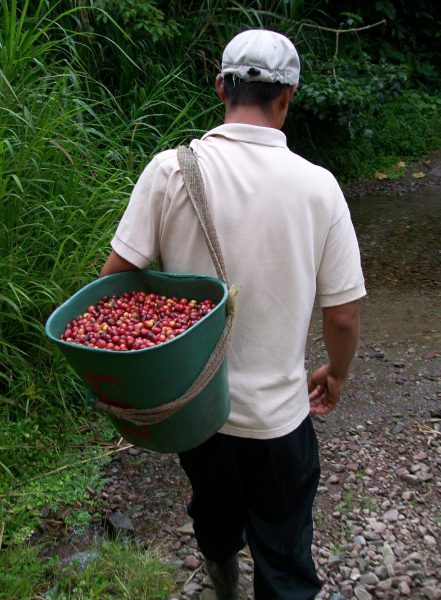 Norte de Santander celebra La Cuna del Café 2026 y proyecta al café colombiano como símbolo nacional