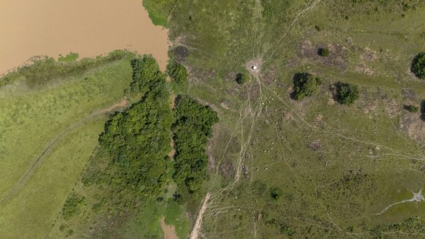 Paz de Ariporo en Casanare: biodiversidad, estudio, especies y ganadería tradicional