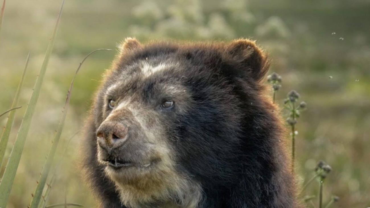 Fotógrafo logra reconocimiento internacional por retratar al oso andino en Colombia