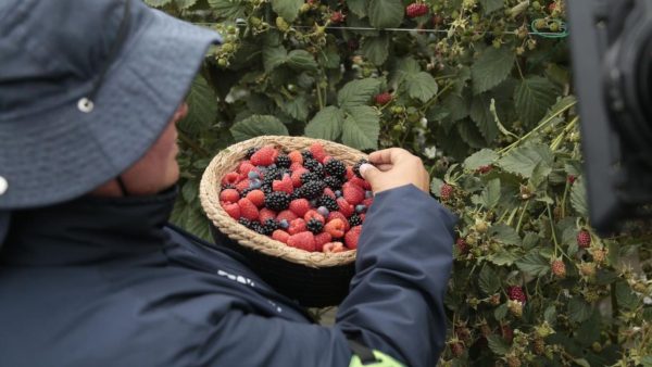 Agricultores impulsan auge de frutos rojos en Colombia