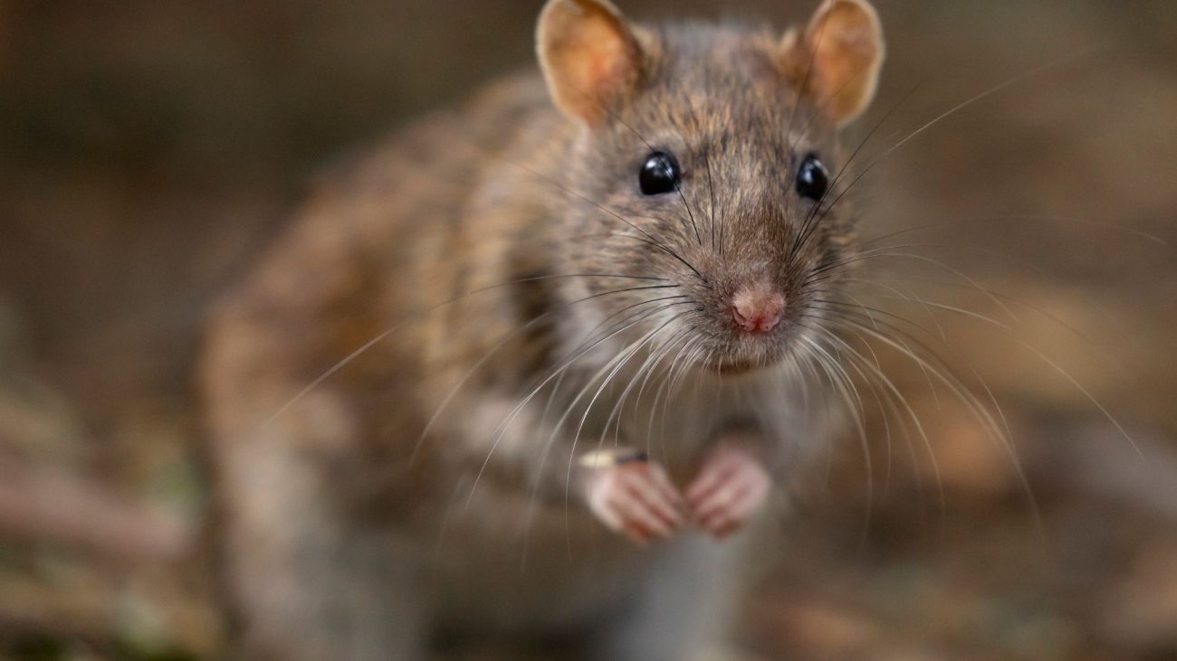 Hantavirus: qué es, cómo se transmite y por qué puede ser mortal