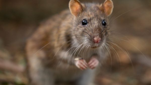 Hantavirus: qué es, cómo se transmite y por qué puede ser mortal